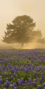 A vertical shot of a large tree in a foggy field above a dense patch of purple flowers.